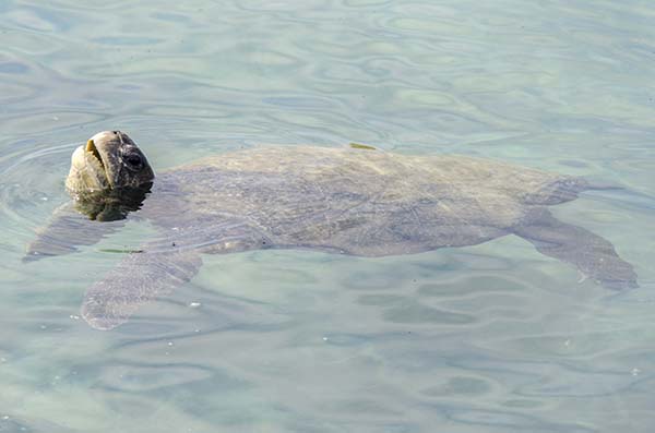 Tortuga Marina - islote Las Tintoreras - islas Galápagos - Ecuador 1.jpg